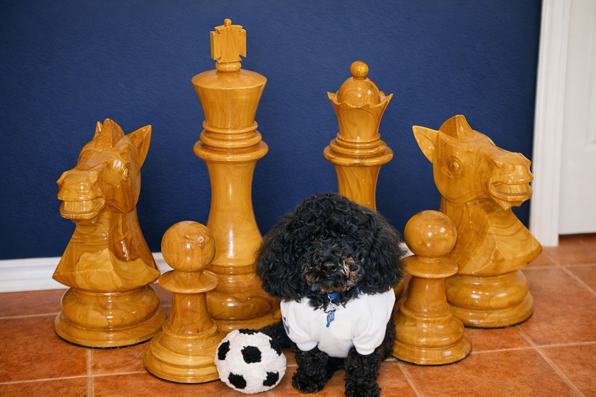Thumbnail for Louis and the Art of Grand Play