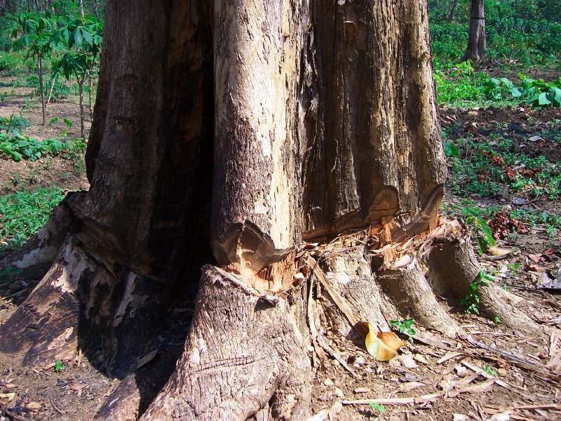 make-dry-teak.jpg