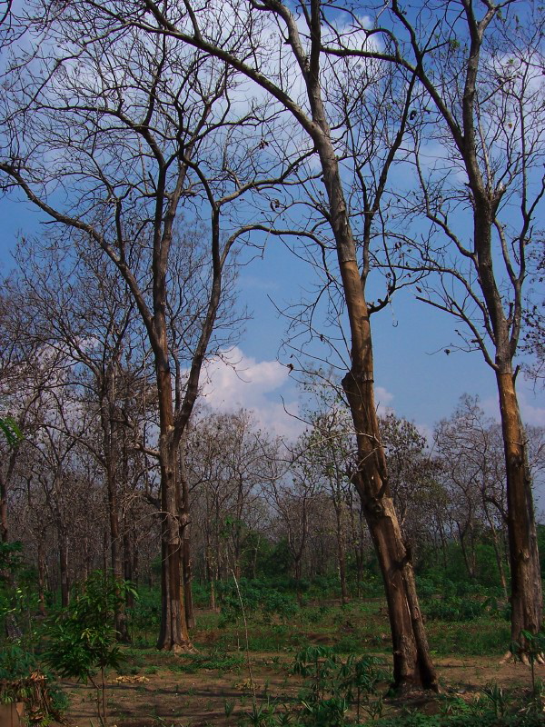 old-dry-teak-forest.jpg