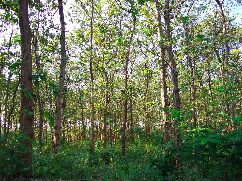 teak-forest.jpg