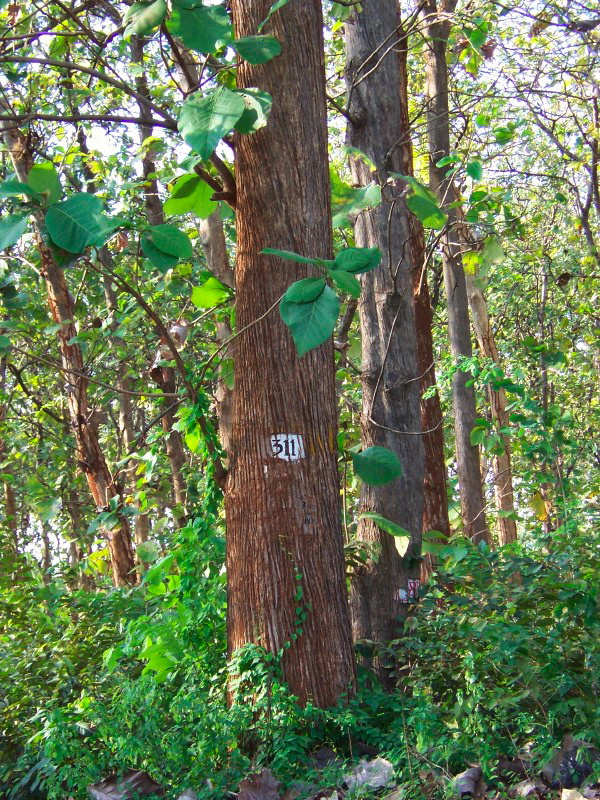 teak-tree.jpg