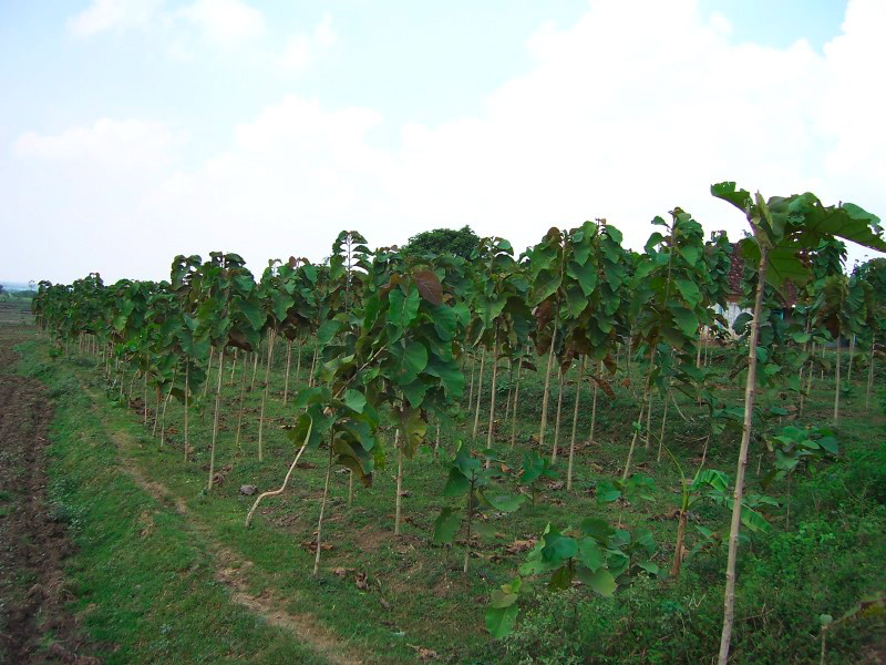 young-teak-forest.jpg