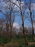 old-dry-teak-forest