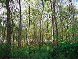 teak-forest