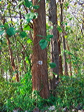 teak-tree