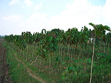 young-teak-forest