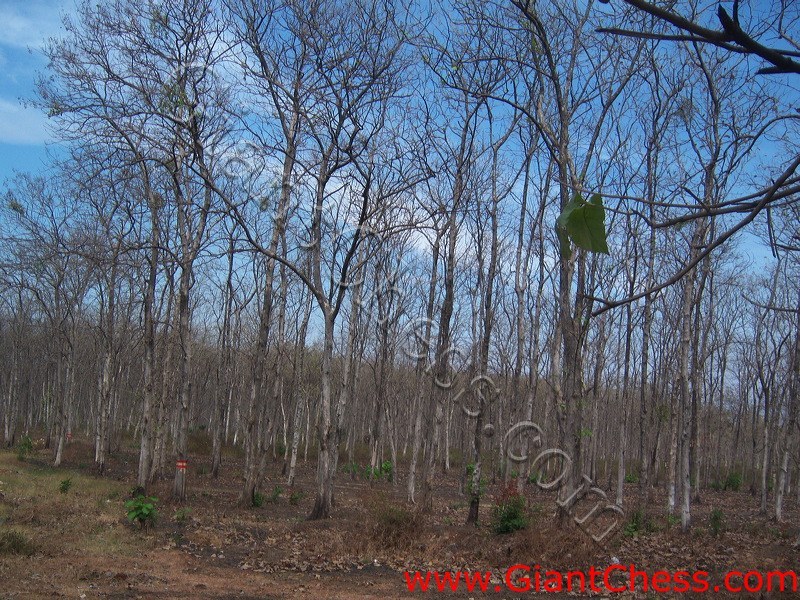 teak_forest_saradan_01.jpg