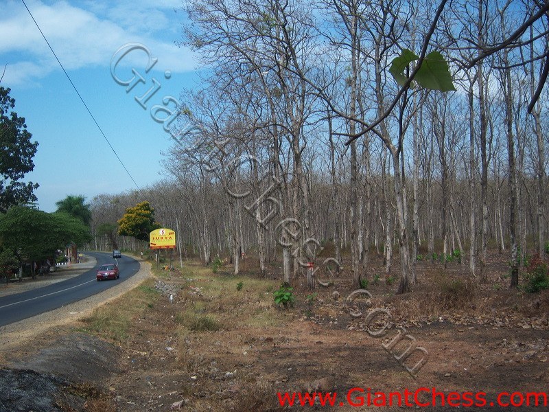 teak_forest_saradan_03.jpg