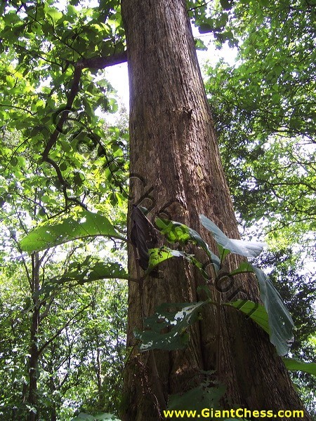 teak_tree_plantation_13.jpg