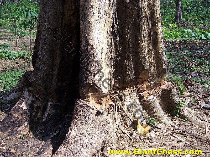 teak_tree_plantation_18.jpg